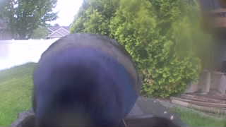 european starling