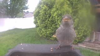 house sparrow