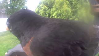 american robin