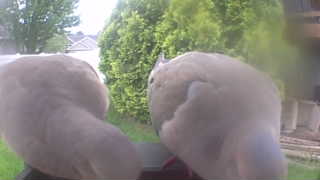 mourning dove