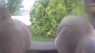 mourning dove