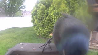 common grackle