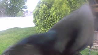 common grackle