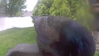 european starling