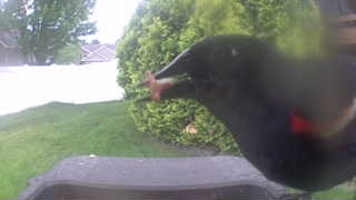red-winged blackbird