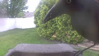 american crow