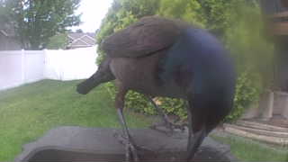common grackle