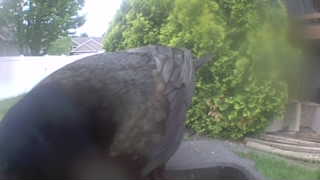 Unidentified clip