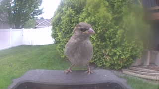 house sparrow