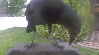 common grackle