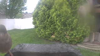 american robin