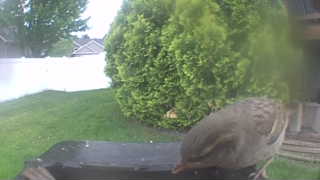 house sparrow