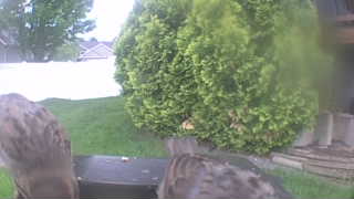house sparrow