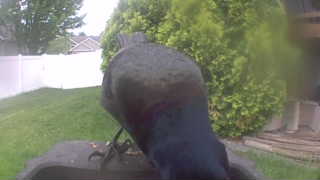 common grackle