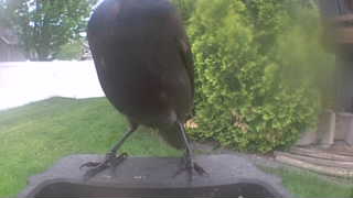 american crow