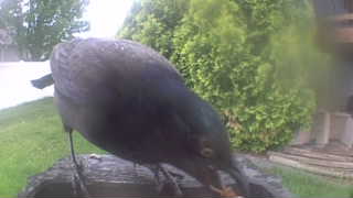 common grackle