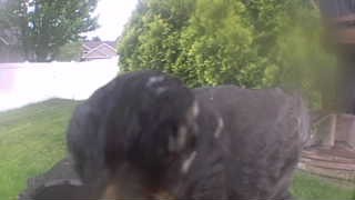 Unidentified clip
