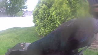 american crow
