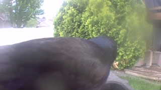 common grackle