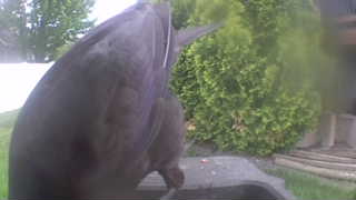 rock pigeon