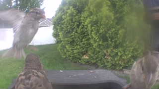 house sparrow