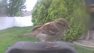 house sparrow