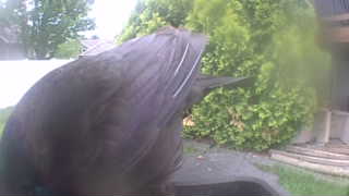common grackle