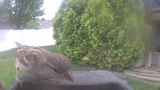 house sparrow