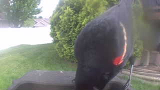 red-winged blackbird
