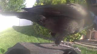common grackle