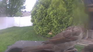 house sparrow