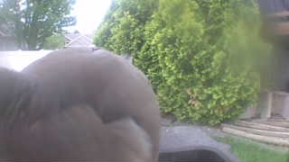 mourning dove