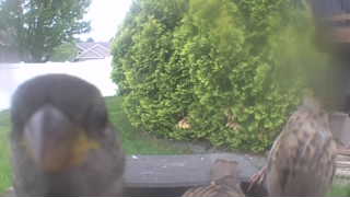 house sparrow