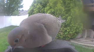 mourning dove