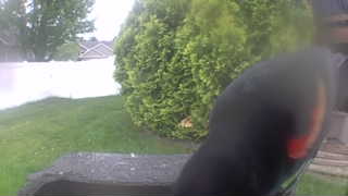 red-winged blackbird