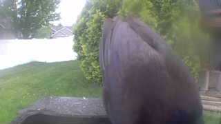 rock pigeon