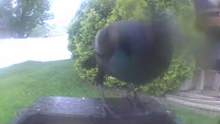 common grackle