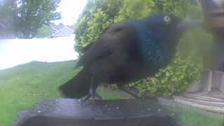 common grackle