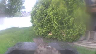 house sparrow