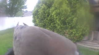 mourning dove