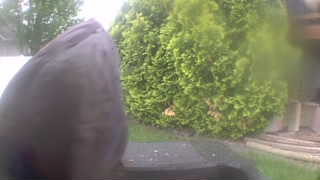 rock dove