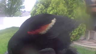 red-winged blackbird