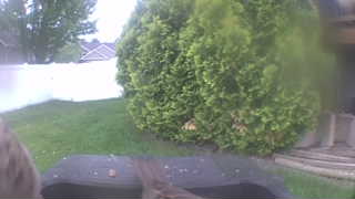 house sparrow