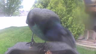 common grackle