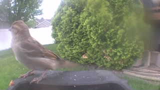 house sparrow