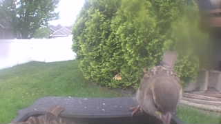house sparrow