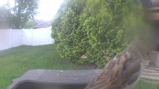 house sparrow