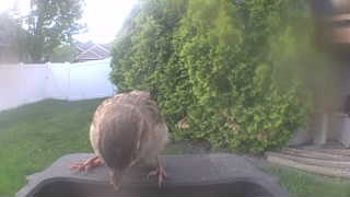 house sparrow