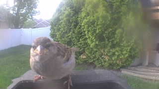 house sparrow
