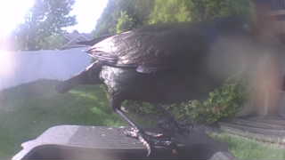 american crow